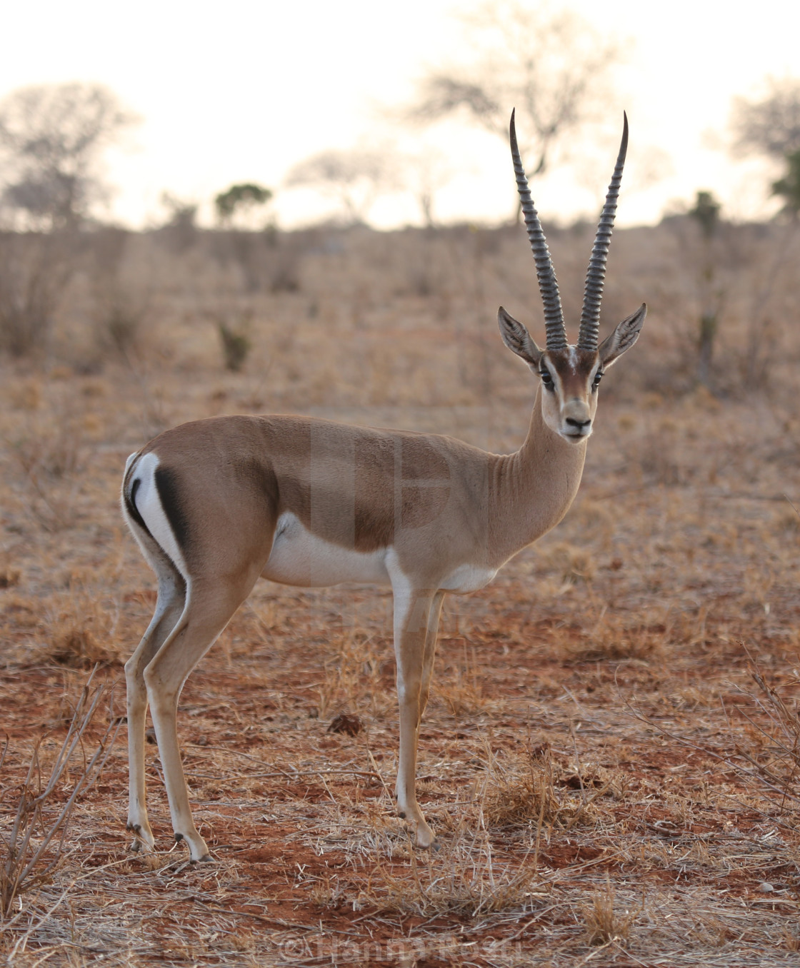 "Peters gazelle (Nanger petersii)" stock image