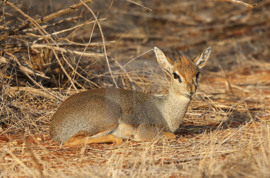 "Dik dik" stock image