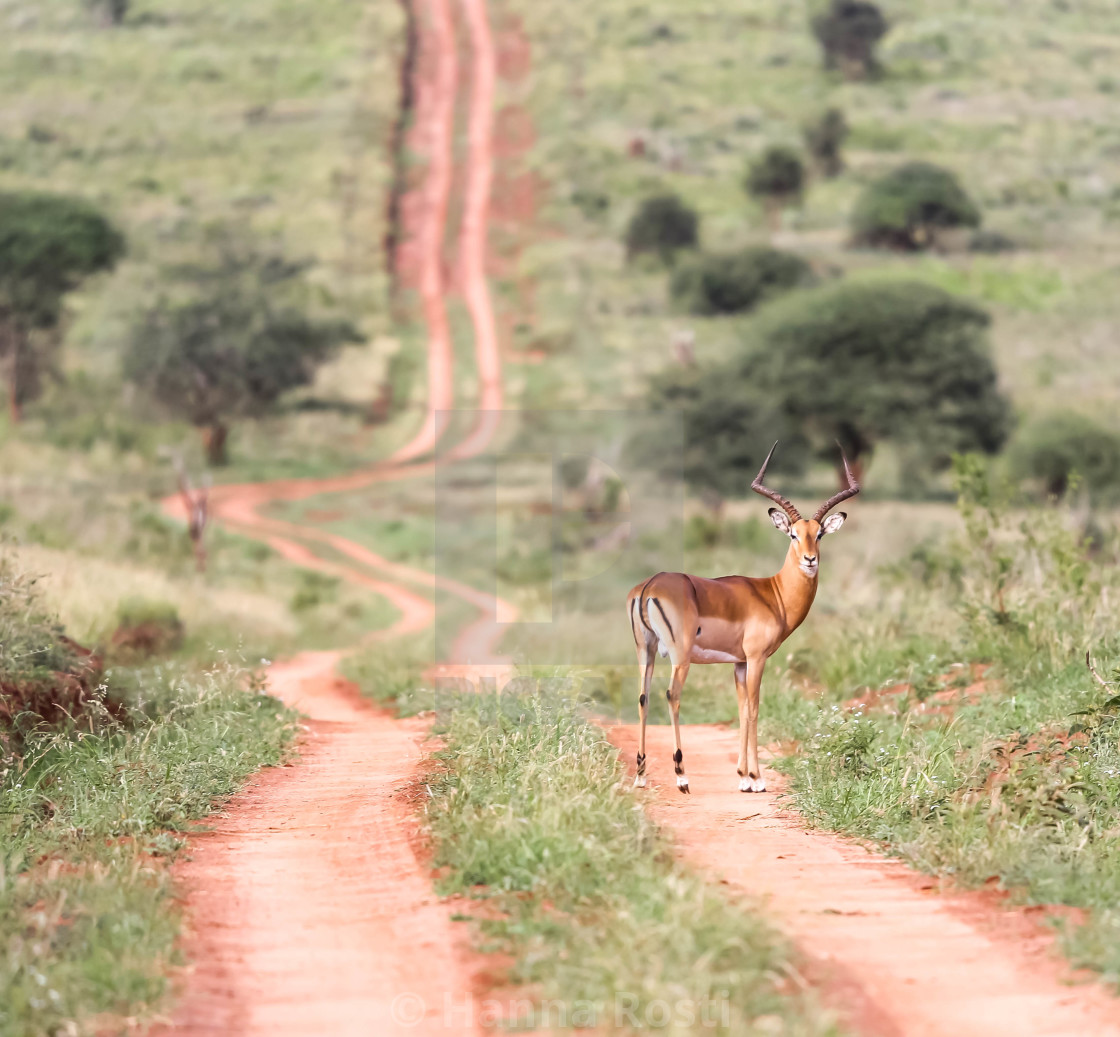 "Impala buck on the road" stock image