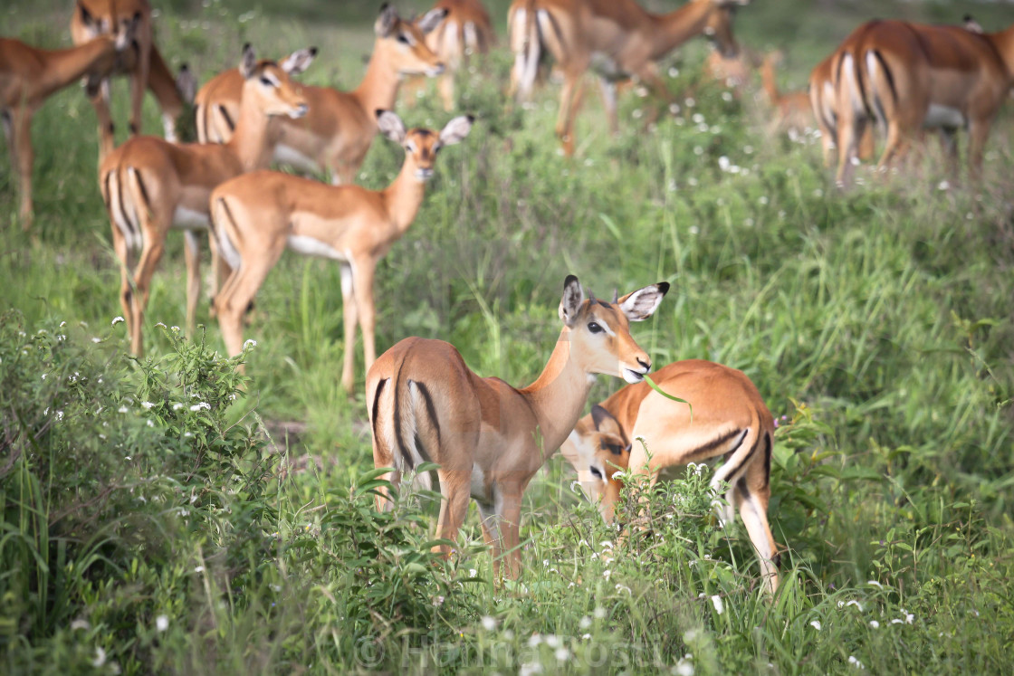 "Impala females" stock image