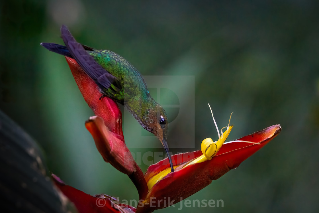 "Hummingbird" stock image