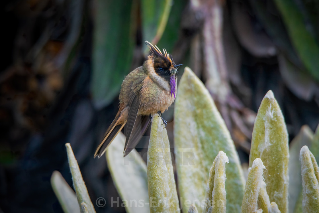 "Hummingbird" stock image