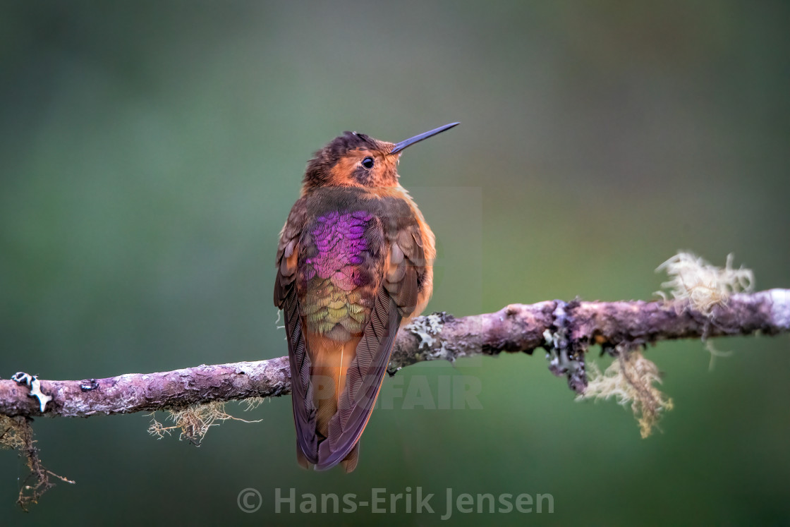 "Hummingbird" stock image