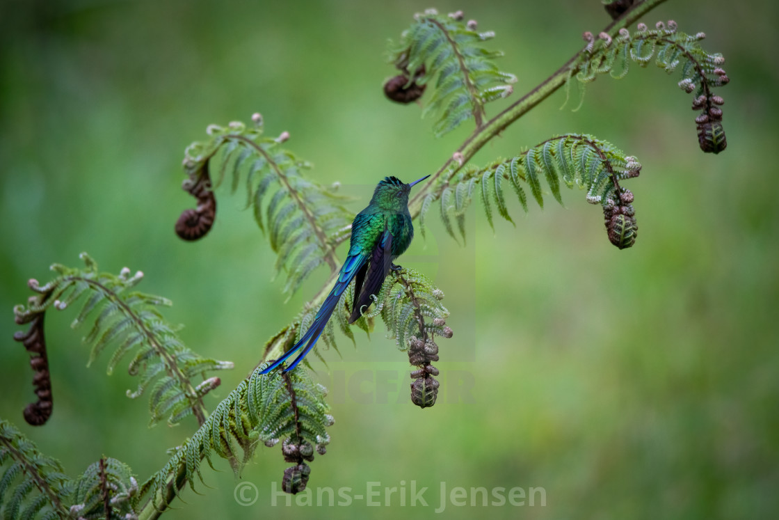 "Hummingbird" stock image