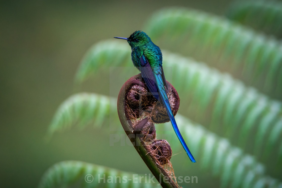 "Hummingbird" stock image