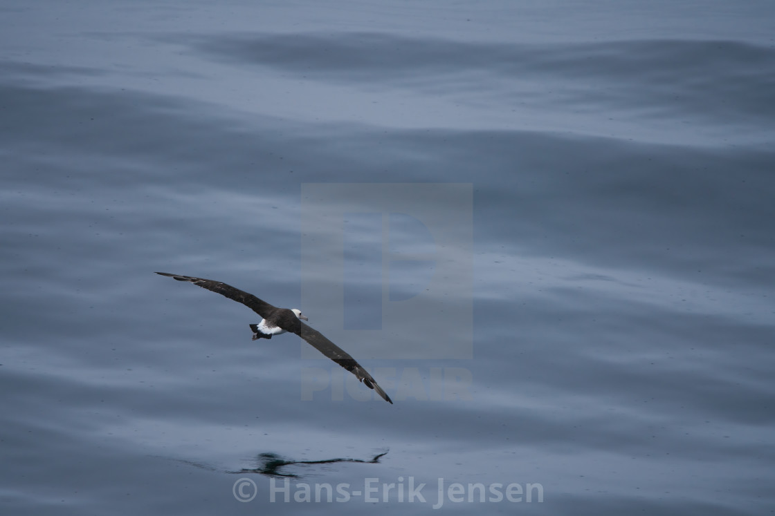 "Albatross" stock image