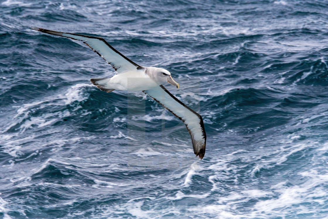 "Albatross" stock image