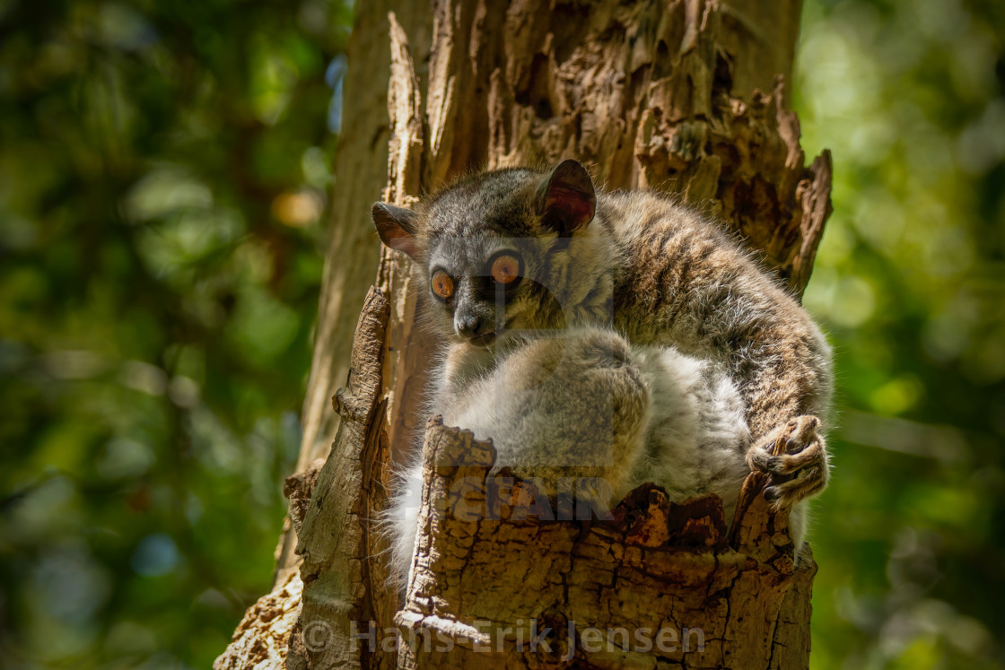 "Lemur" stock image