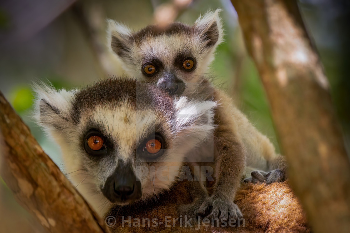 "Lemur" stock image