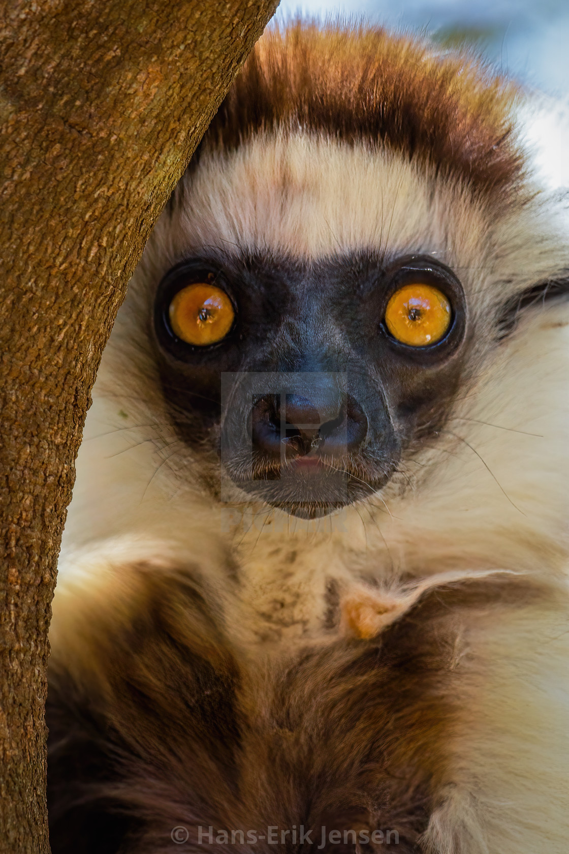 "Lemur" stock image