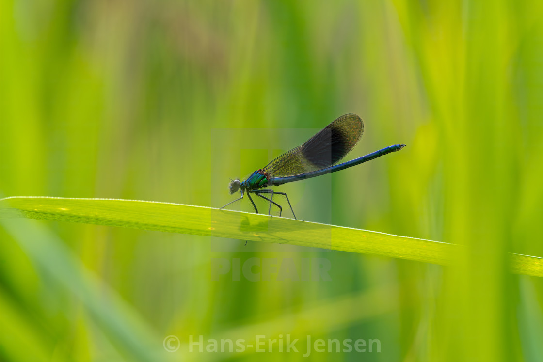 "Damselfly" stock image