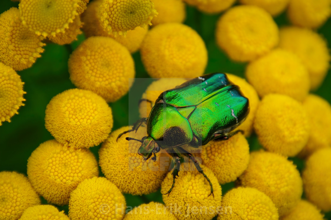 "Beetle" stock image