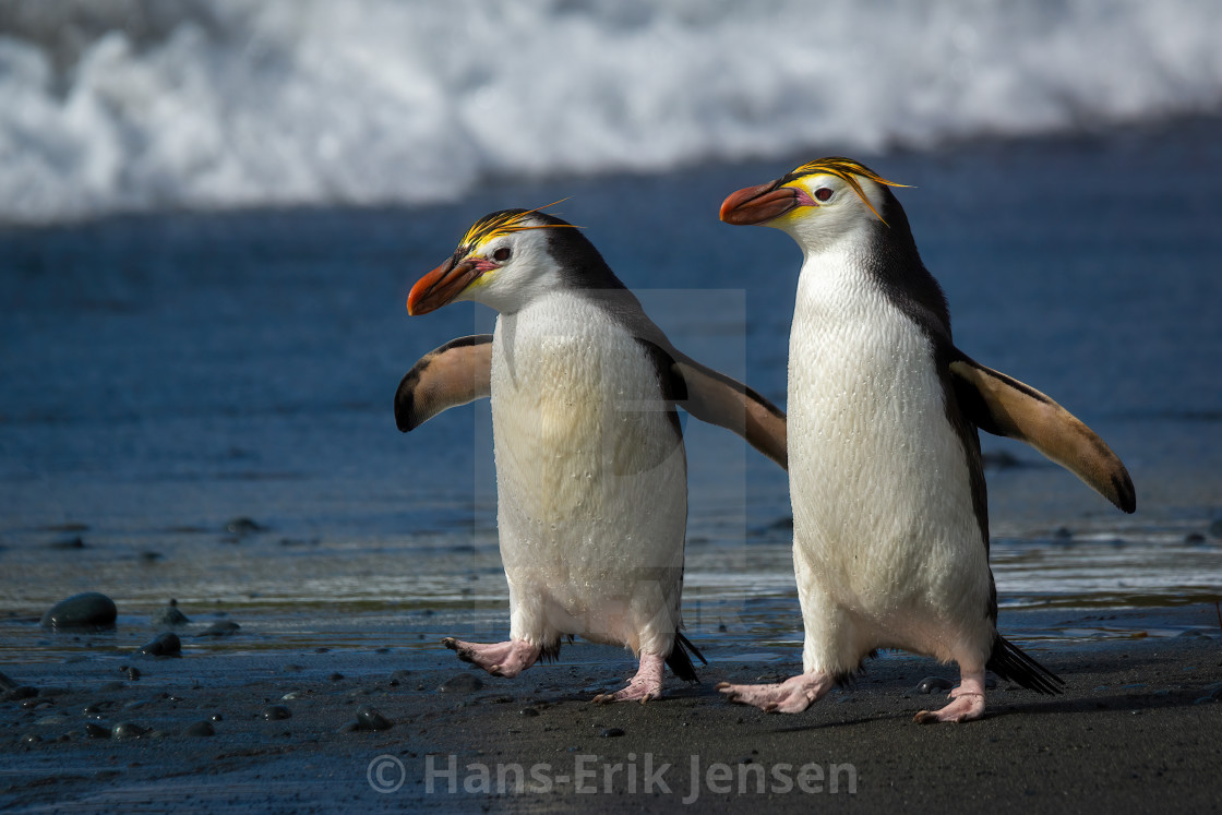 "Penguin" stock image