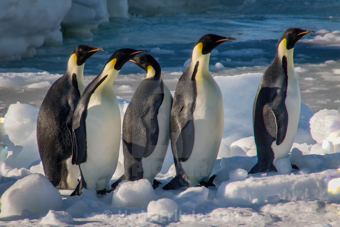 "Penguin" stock image