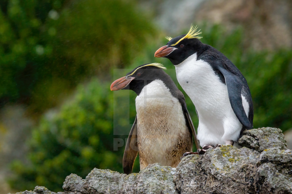 "Penguin" stock image