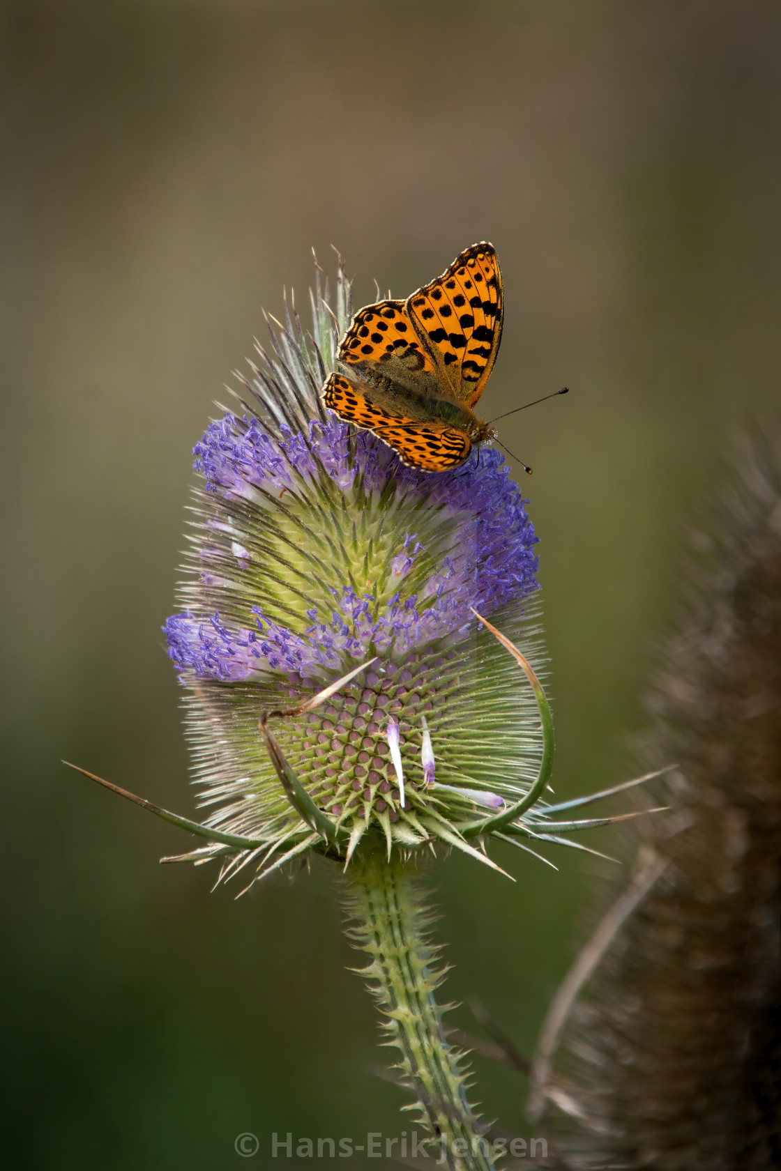 "Butterfly" stock image