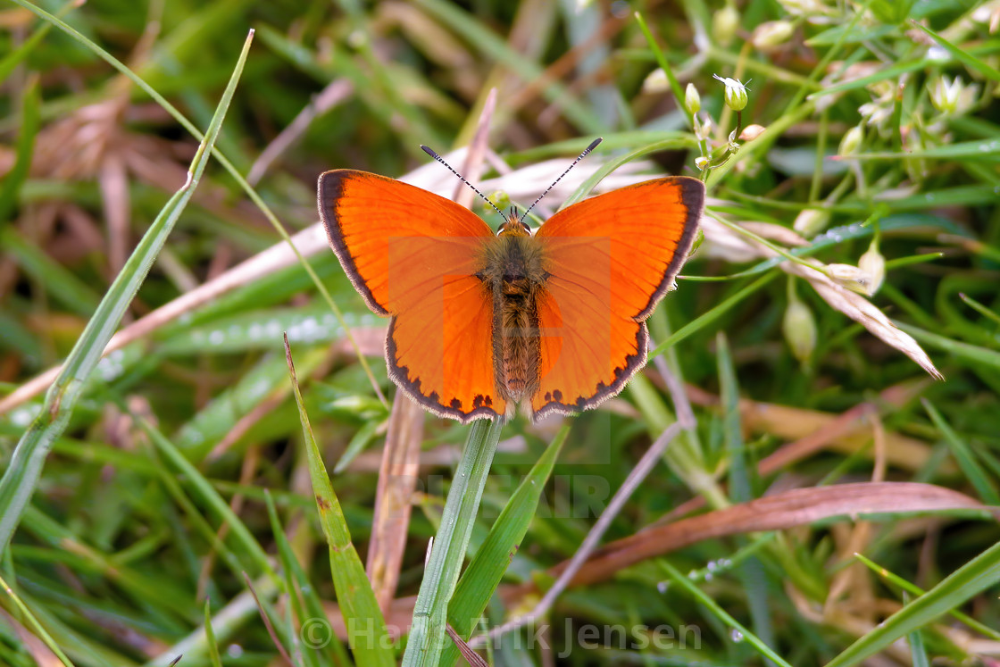 "Butterfly" stock image