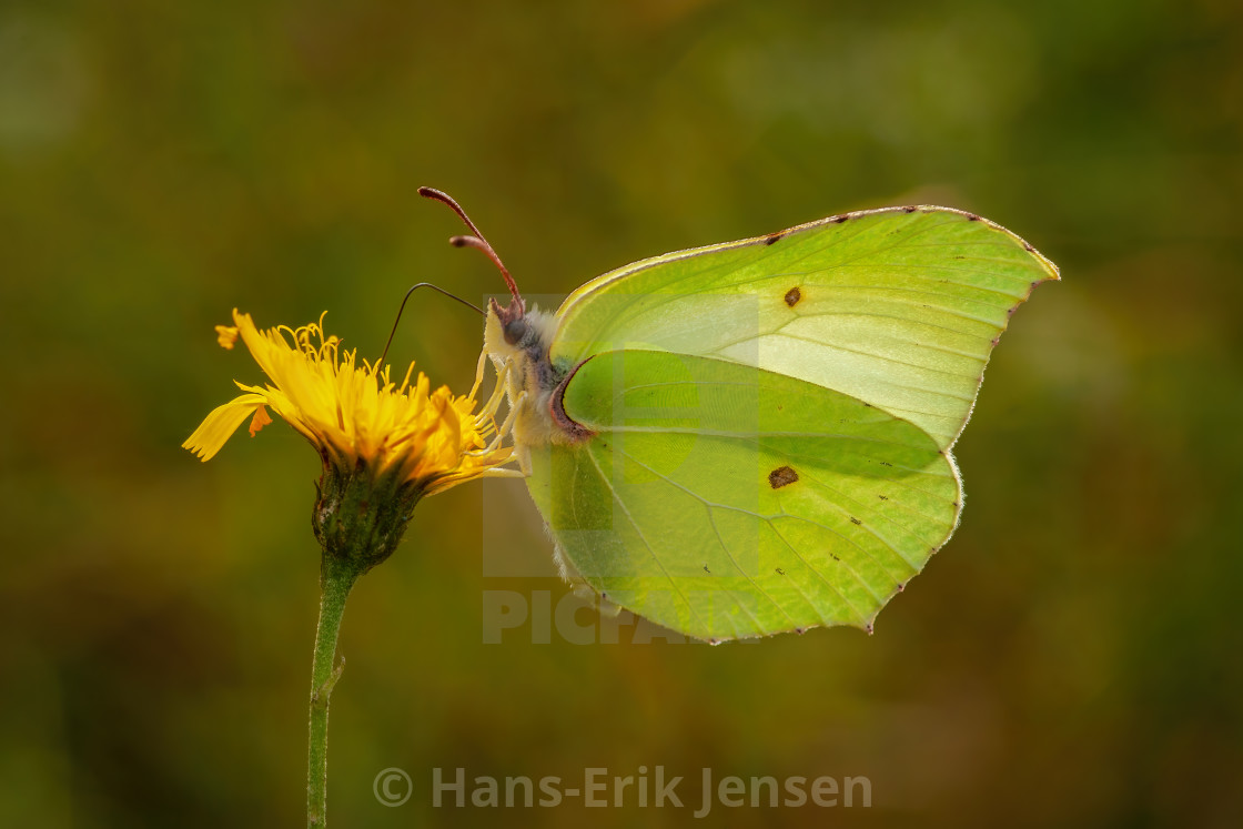 "Butterfly" stock image