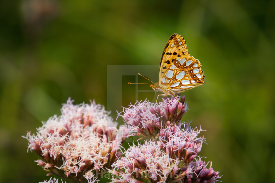 "Butterfly" stock image