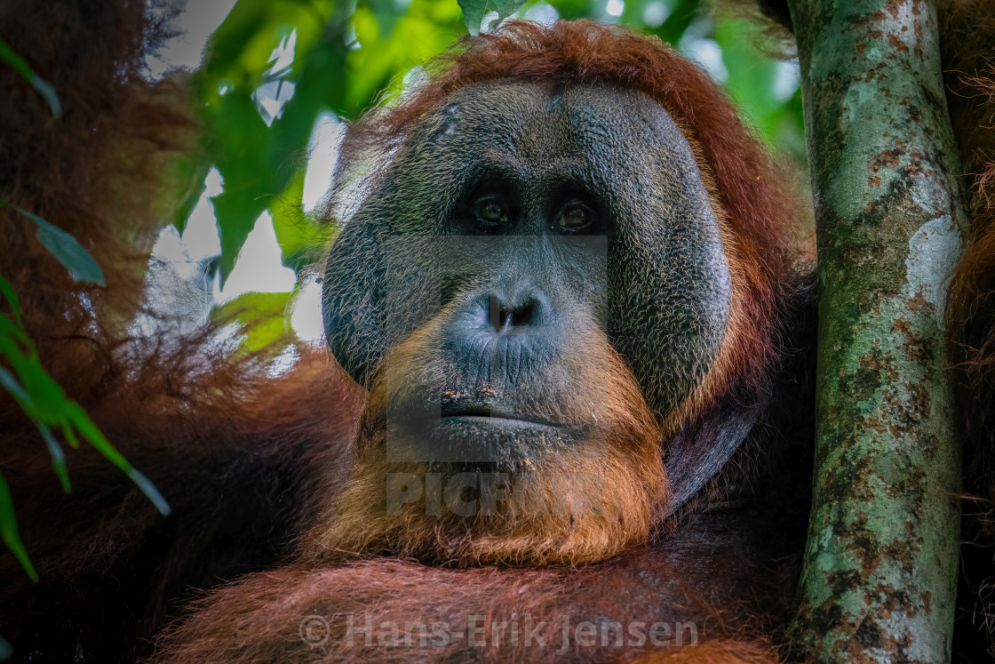 "Orangutang" stock image