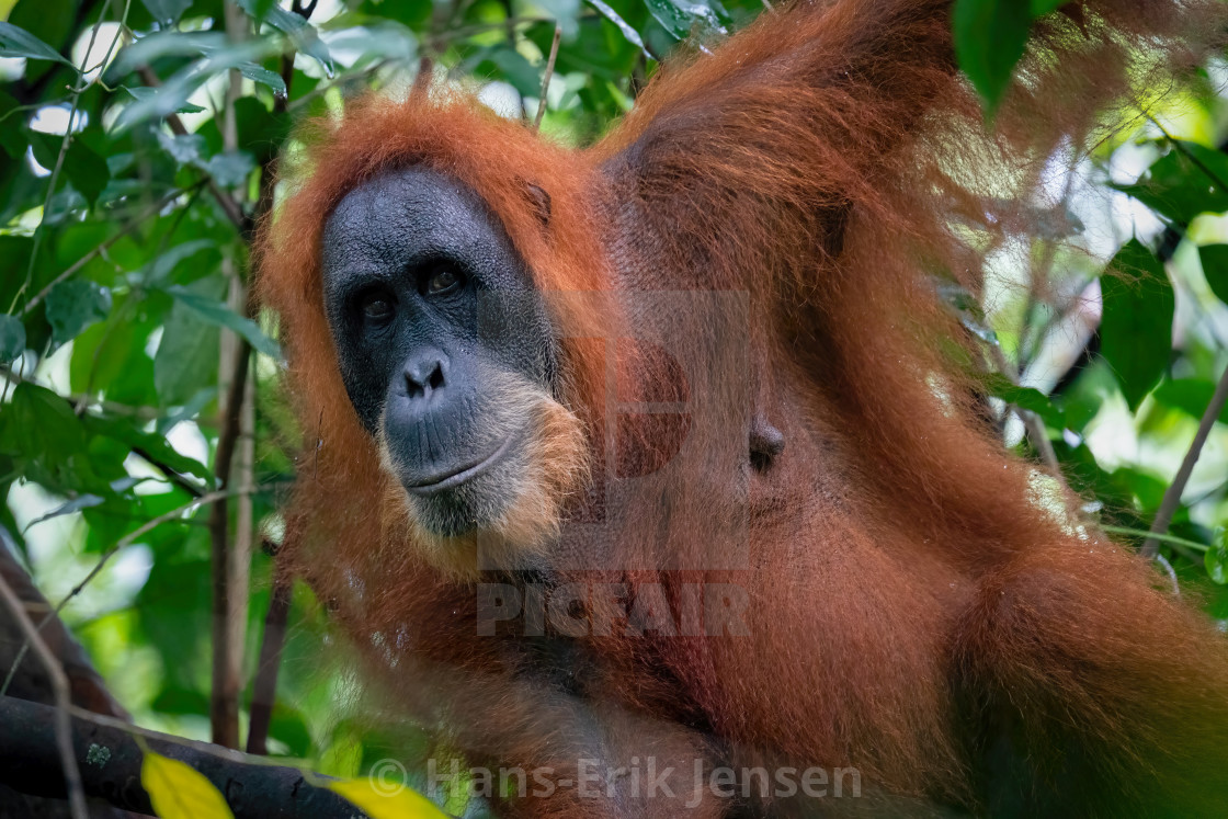 "Orangutang" stock image