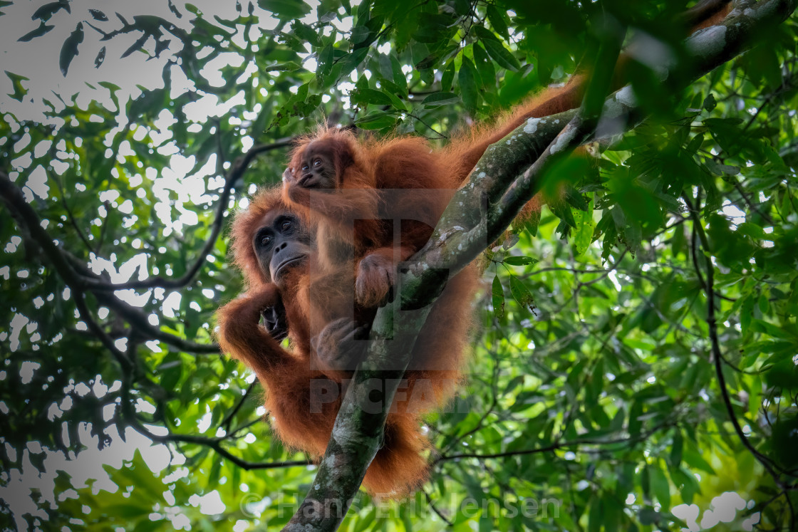 "Orangutang" stock image