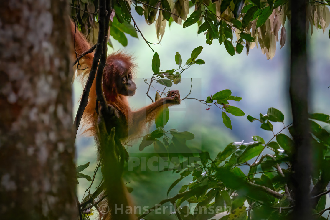 "Orangutang" stock image