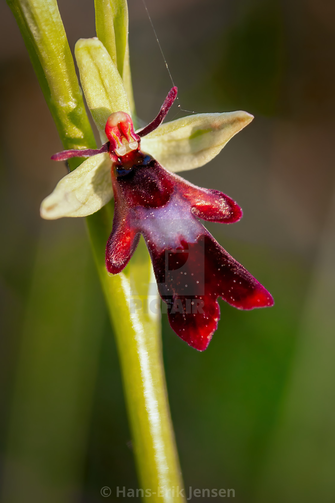 "Orchid" stock image