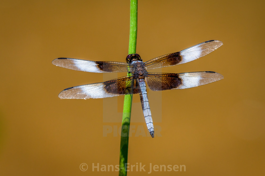 "Dragonfly" stock image