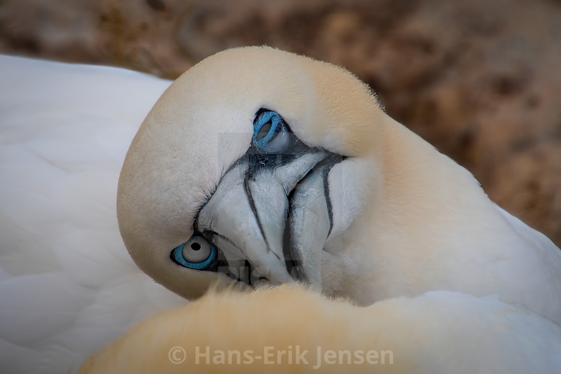 "Gannet" stock image