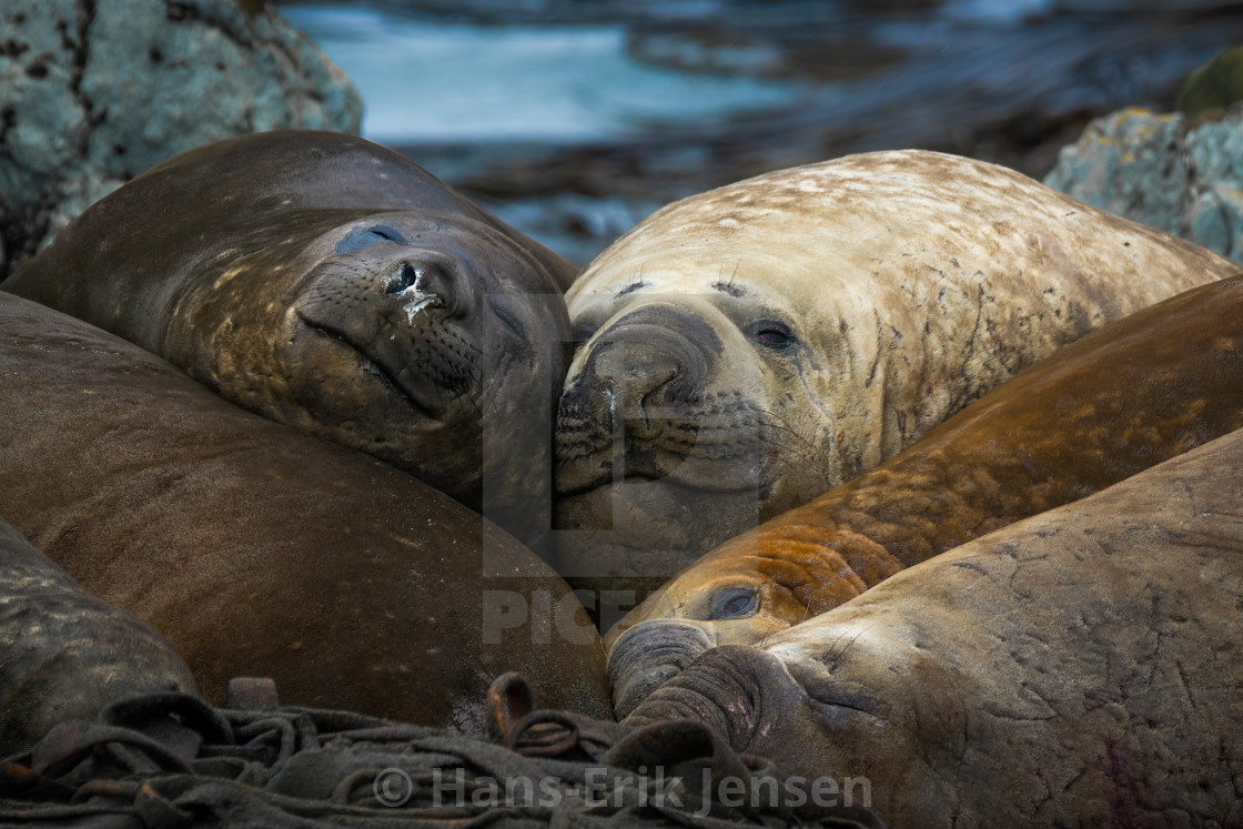 "Elephant Seal" stock image