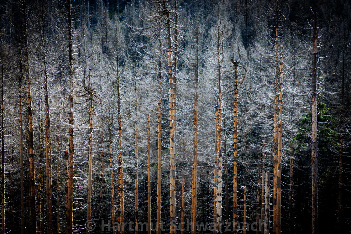 "Der Harz - Reise durch das Waldsterben" stock image