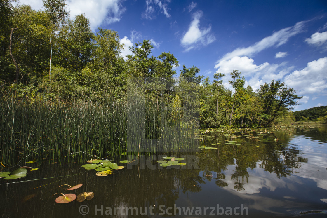 "Hartmut Schwarzbach_argus" stock image