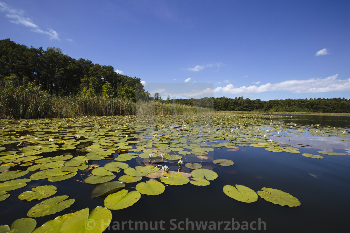 "Hartmut Schwarzbach_argus" stock image