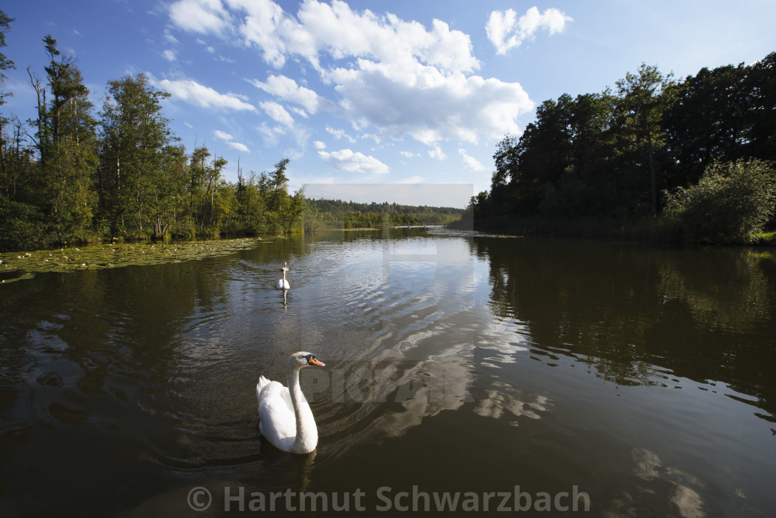 "Hartmut Schwarzbach_argus" stock image