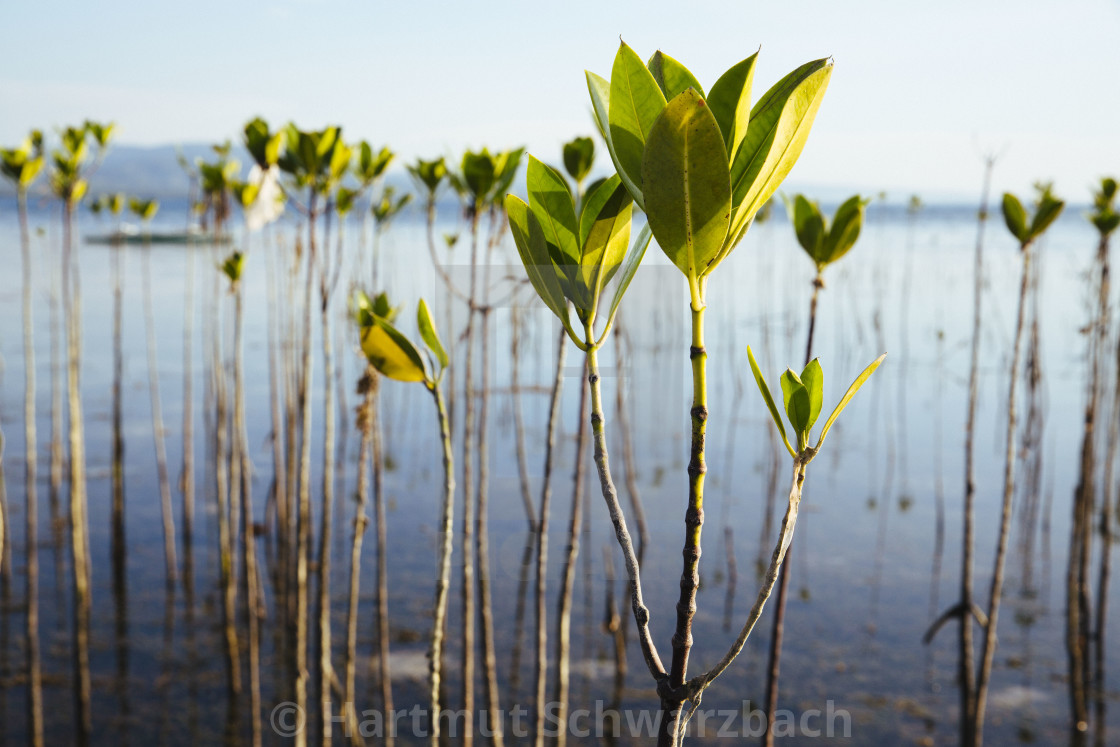 "Batasan Island in the Danajon Bank faces sea-level rise" stock image