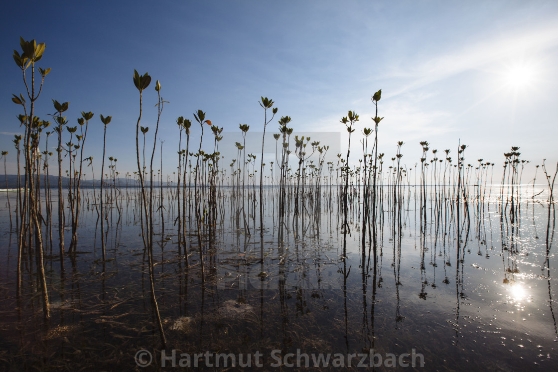 "Batasan Island in the Danajon Bank faces sea-level rise" stock image