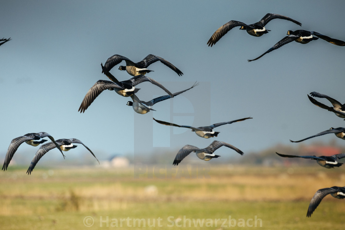 "Nordfriesische Landschaft auf Eiderstedt" stock image