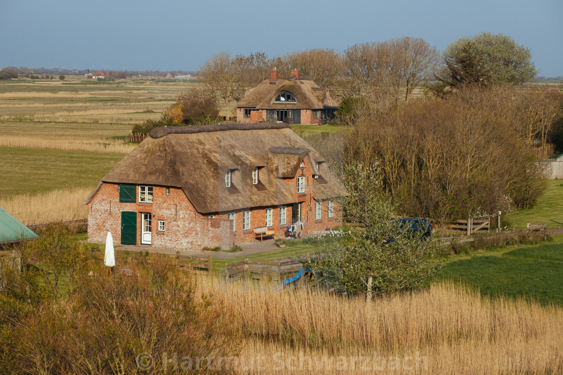 "Reetdachhaus in Nordfriesischer Landschaft auf Eiderstedt" stock image