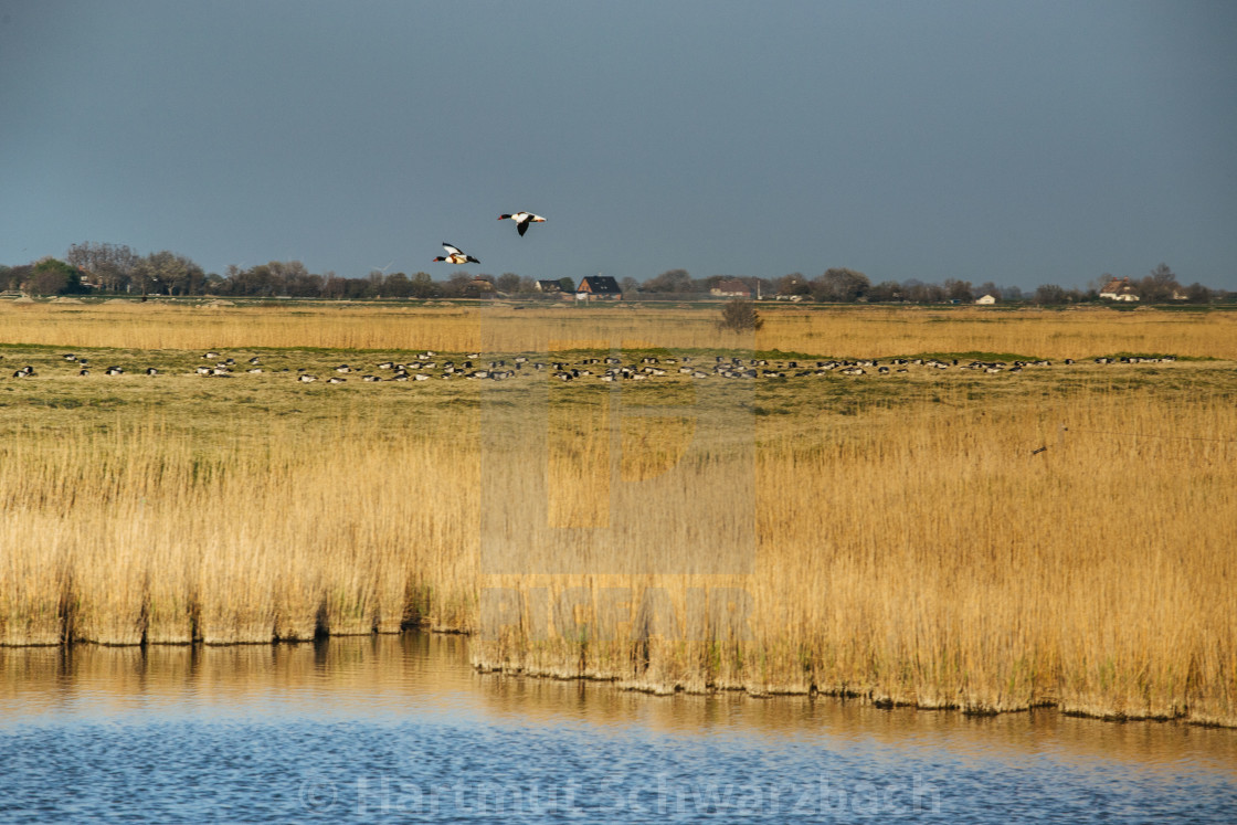 "Nordfriesische Landschaft auf Eiderstedt" stock image