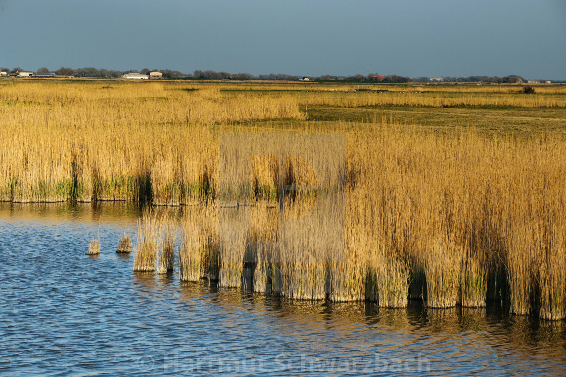 "Nordfriesische Landschaft auf Eiderstedt" stock image