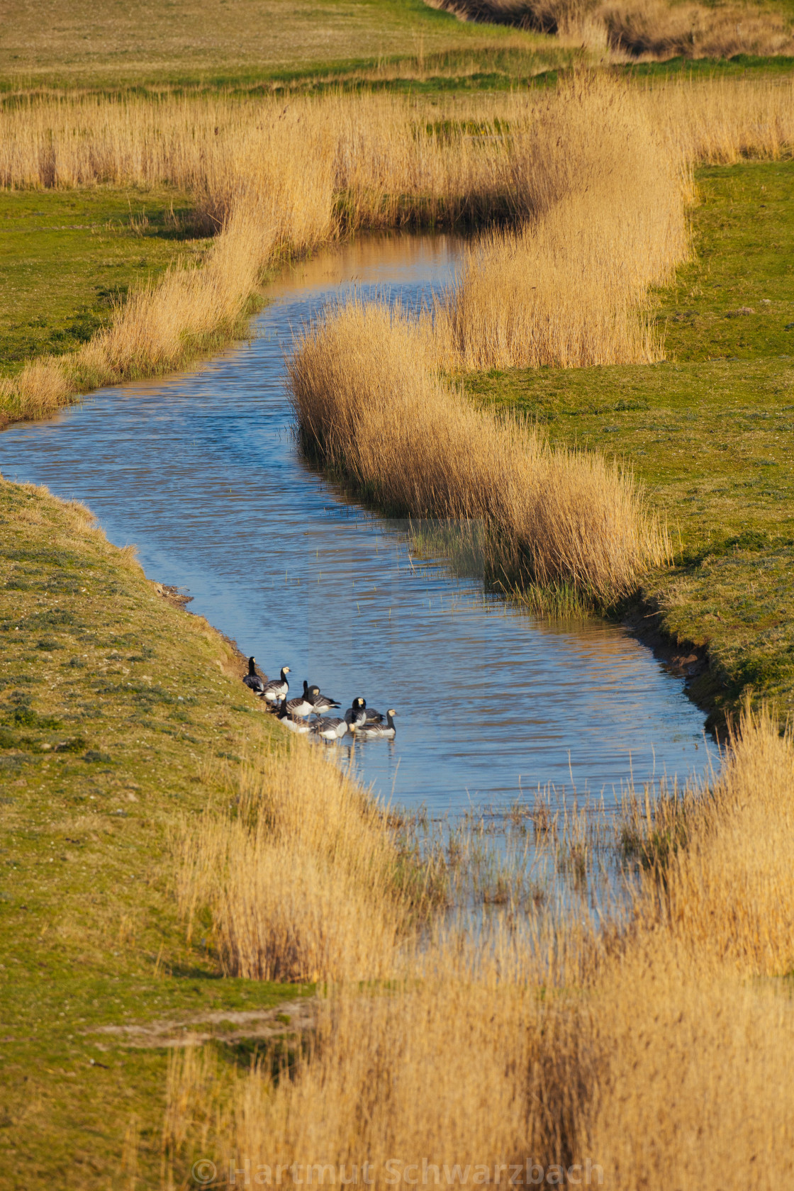 "Nordfriesische Landschaft auf Eiderstedt" stock image