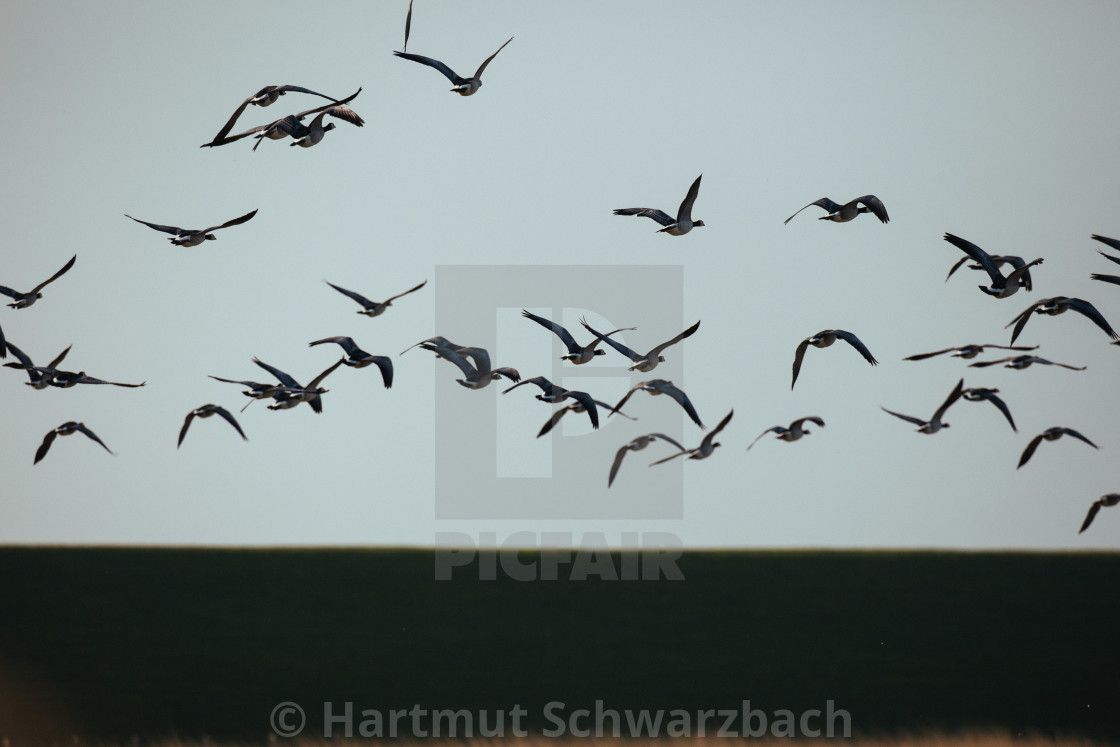 "Nordfriesische Landschaft auf Eiderstedt" stock image