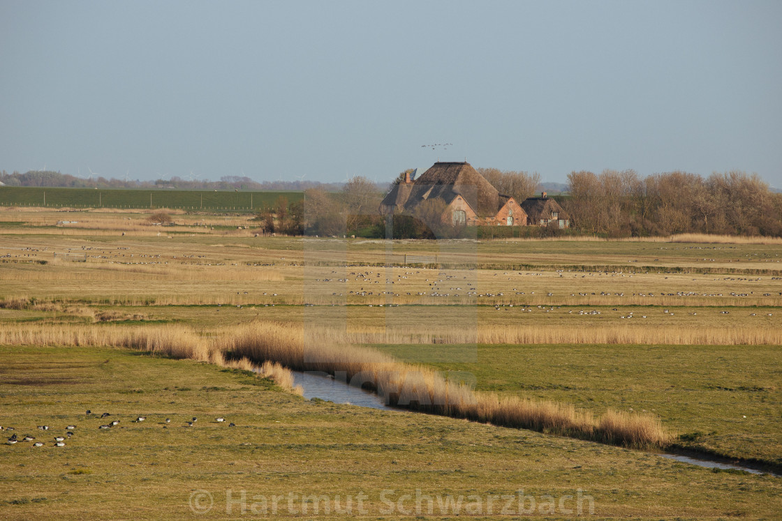 "Nordfriesische Landschaft auf Eiderstedt" stock image