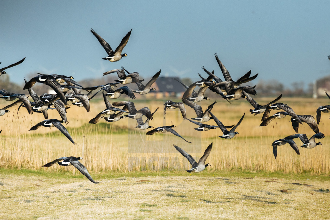 "Nordfriesische Landschaft auf Eiderstedt" stock image