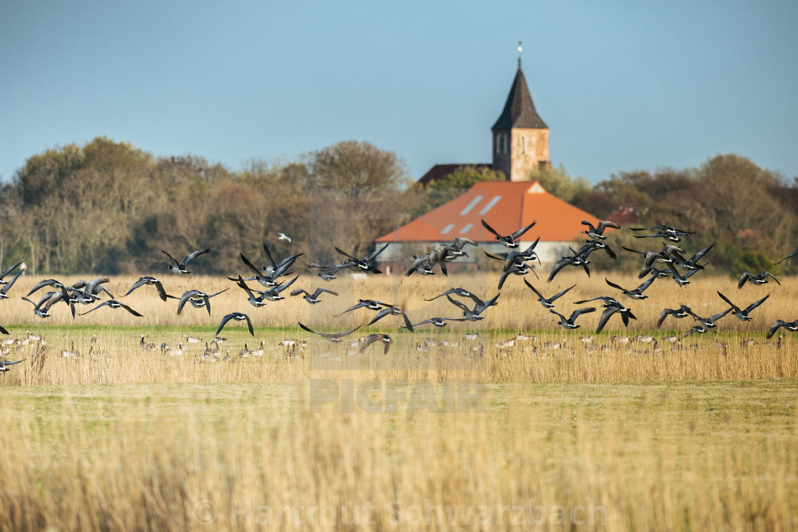 "Nordfriesische Landschaft auf Eiderstedt" stock image