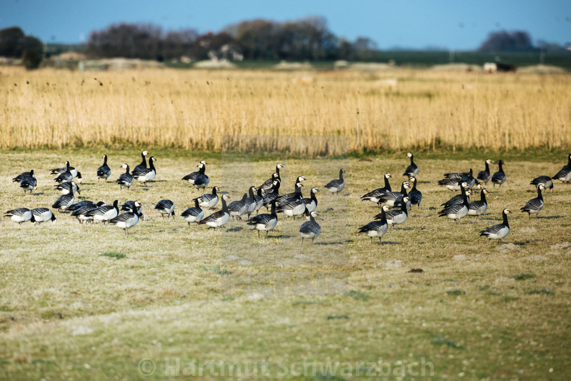 "Nordfriesische Landschaft auf Eiderstedt" stock image