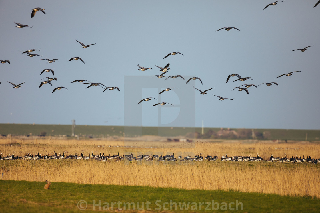 "Nordfriesische Landschaft auf Eiderstedt" stock image