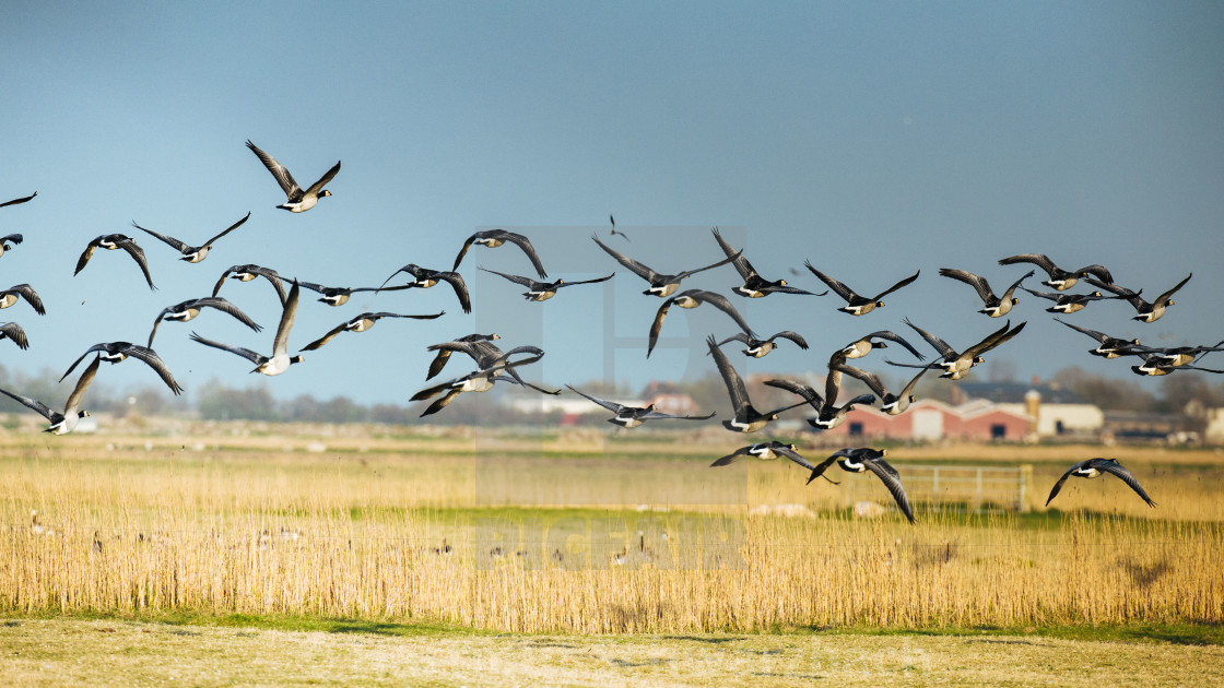 "Nordfriesische Landschaft auf Eiderstedt" stock image