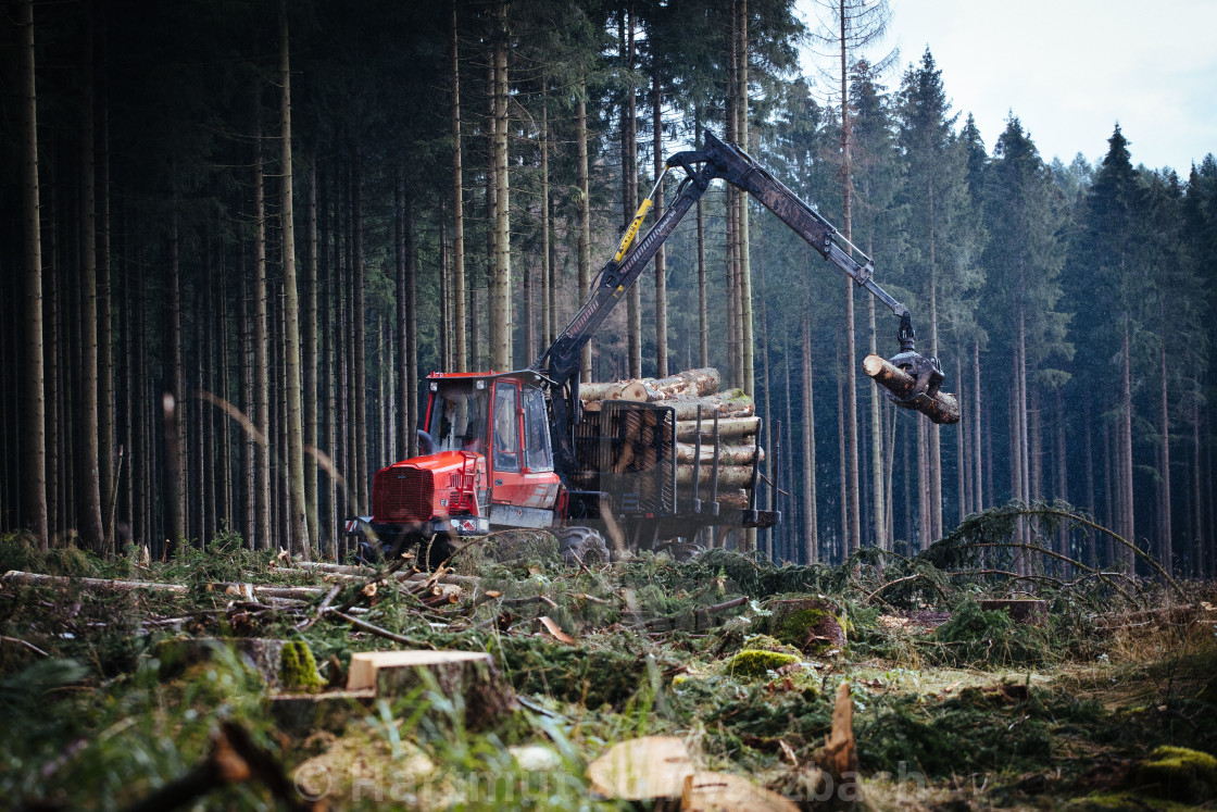 "Der Harz - Reise durch das Waldsterben (Dying Forest in Gemany)" stock image